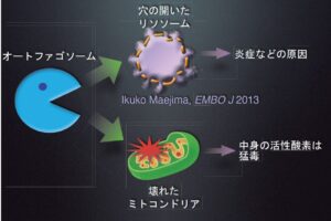 細胞の健康維持に欠かせないオートファジー、吉森保