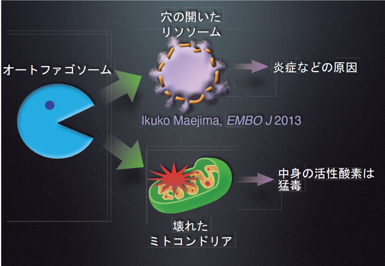 細胞の健康維持に欠かせないオートファジー、吉森保