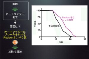細胞の健康維持に欠かせないオートファジー、吉森保