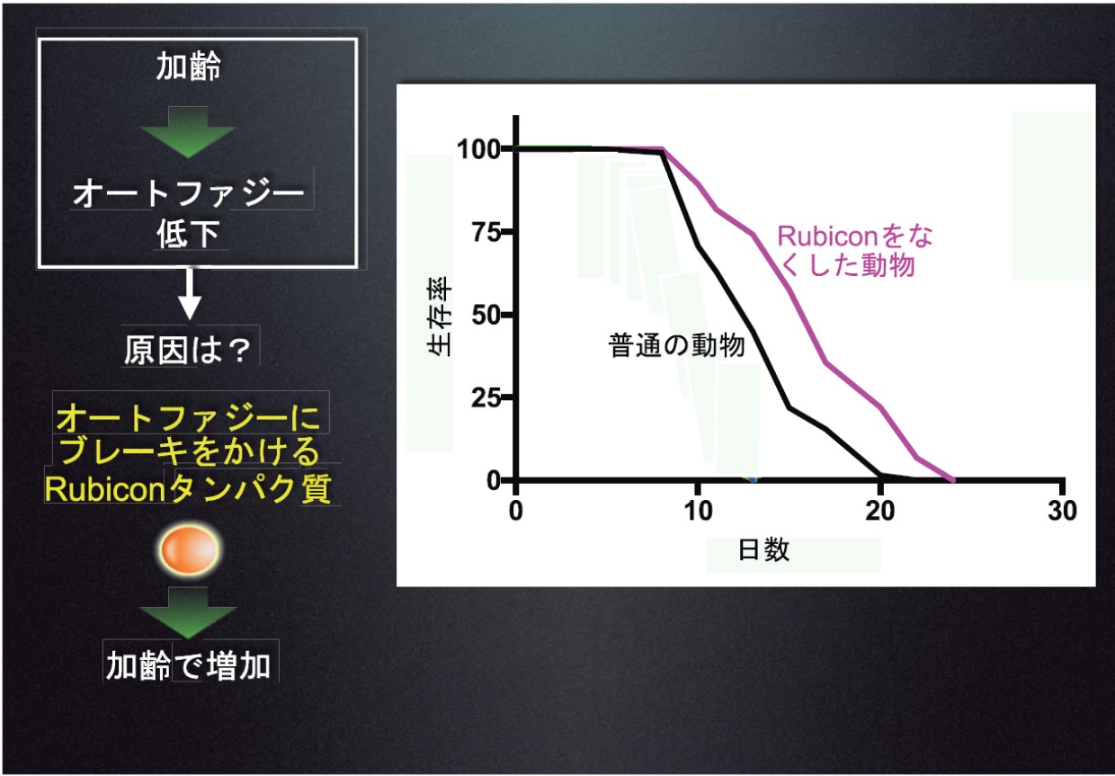 細胞の健康維持に欠かせないオートファジー、吉森保