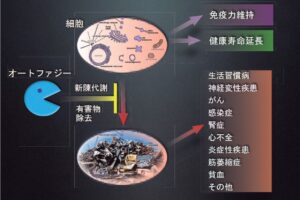 細胞の健康維持に欠かせないオートファジー、吉森保