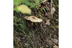 丹波・松茸山物語