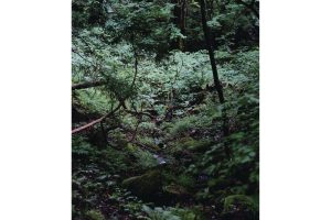 雪代水が育むカキ 宮城・気仙沼