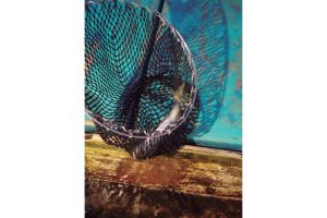 豊後水道一本釣りにこだわる漁師たちがいる