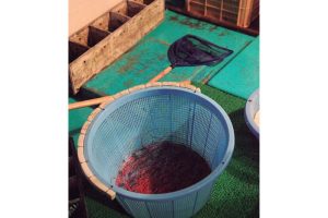 豊後水道一本釣りにこだわる漁師たちがいる