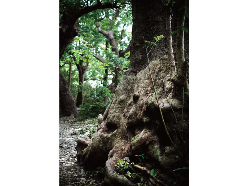 The Birth of Okinawa