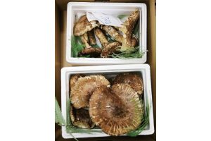 時今浪花賑活気あふれる天下の台所