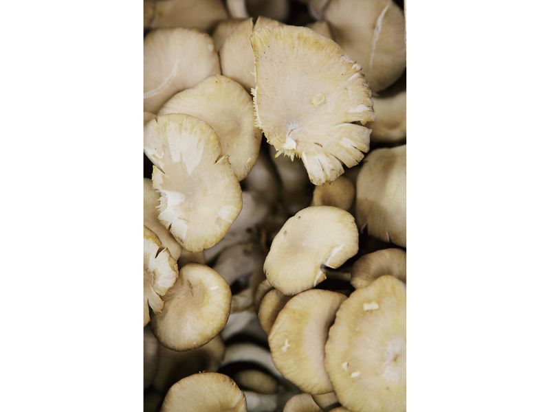 時今浪花賑活気あふれる天下の台所