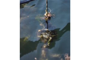 雪代水が育むカキ 宮城・気仙沼