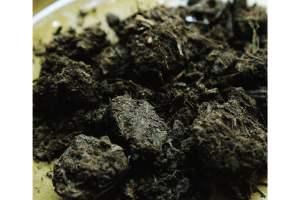 阿波へ阿波藍の誕生