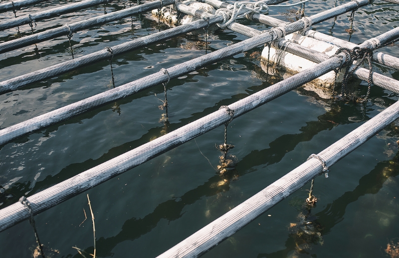 雪代水が育むカキ 宮城・気仙沼