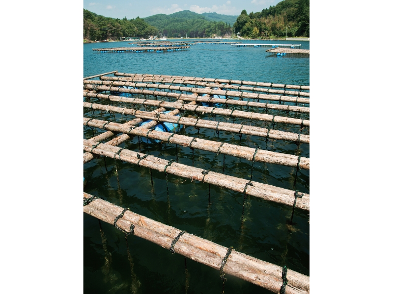 東北緑色革命風景の力、土地の力