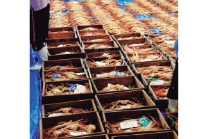 蟹と鳥取の物語松葉がにに沸く岩美町