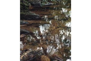 固有種から珊瑚へ沖縄・やんばる