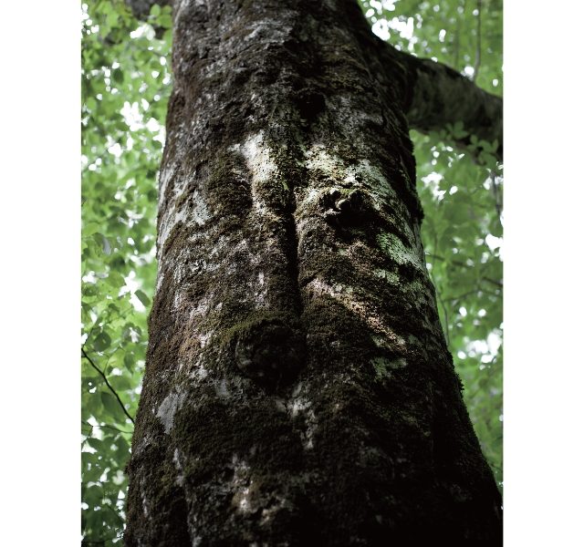 東北緑色革命太古の森、その原風景を探す