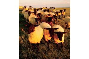 不可思議な羊の正体羊の島――焼尻島