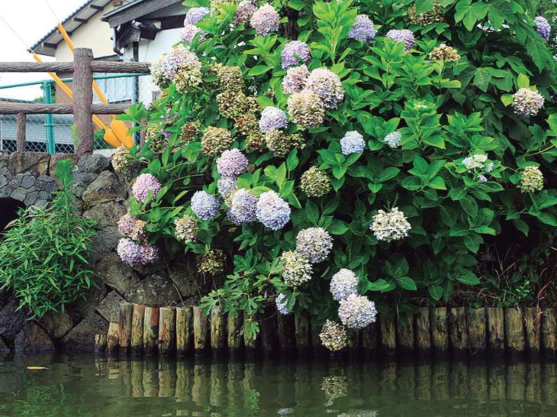 不昧公の松江・数寄者