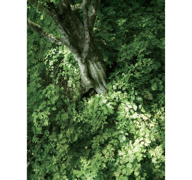 東北緑色革命情報都市「平泉」