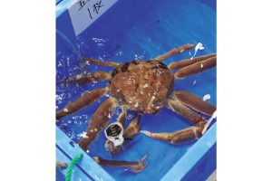 蟹と鳥取の物語松葉がにに沸く岩美町