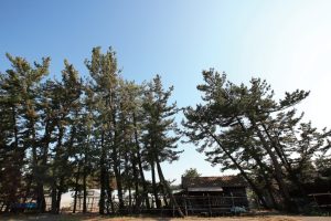 豊穣の地で育まれる伝統野菜