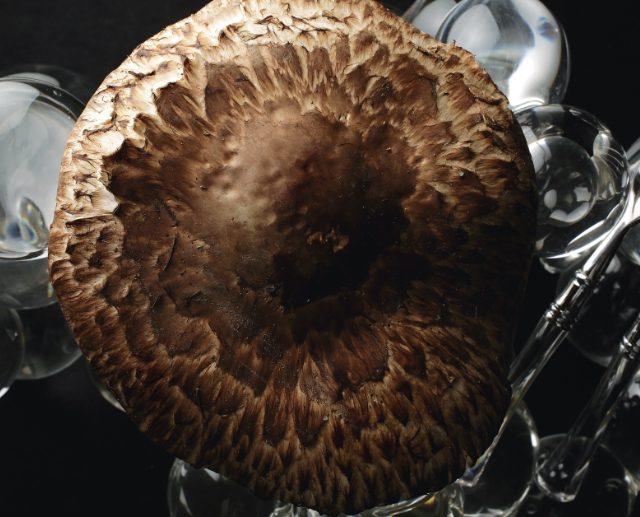 丹波・松茸山物語