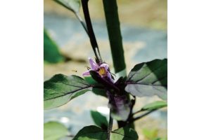 豊穣の地で育まれる伝統野菜