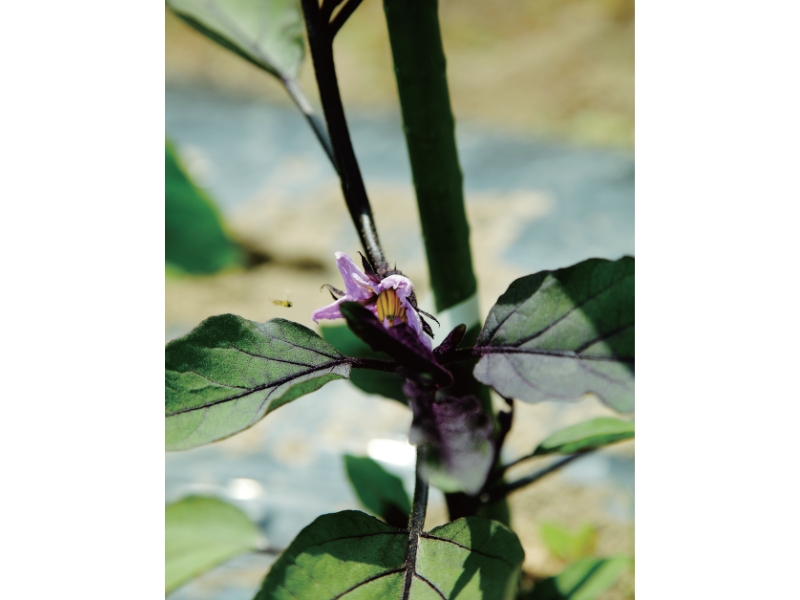 豊穣の地で育まれる伝統野菜