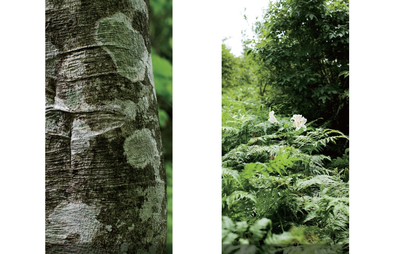 東北緑色革命太古の森、その原風景を探す