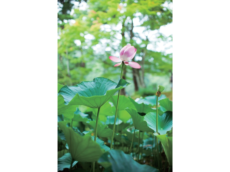 東北緑色革命情報都市「平泉」