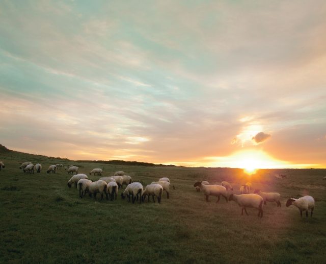 不可思議な羊の正体羊の島――焼尻島