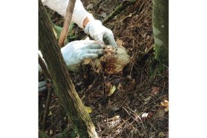 丹波・松茸山物語