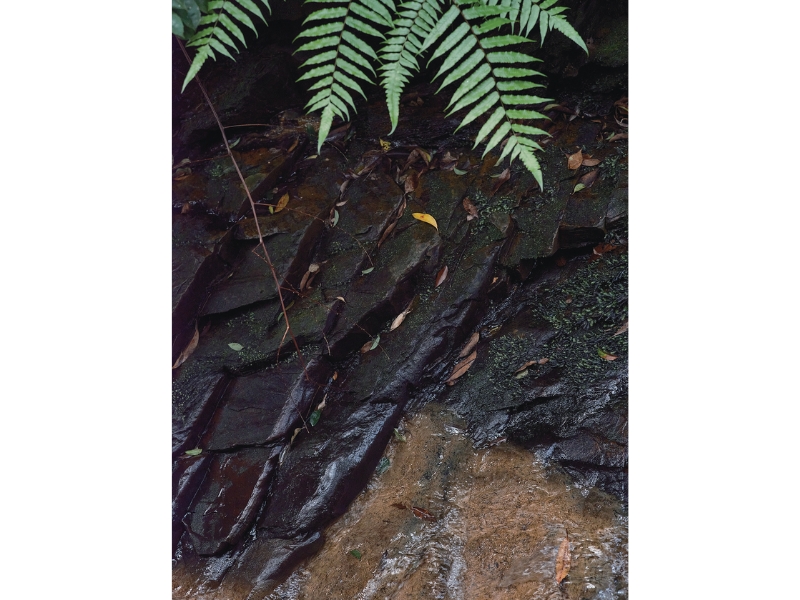 固有種から珊瑚へ沖縄・やんばる