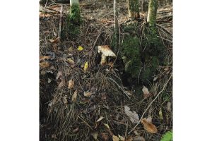 丹波・松茸山物語