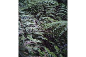 固有種から珊瑚へ沖縄・やんばる