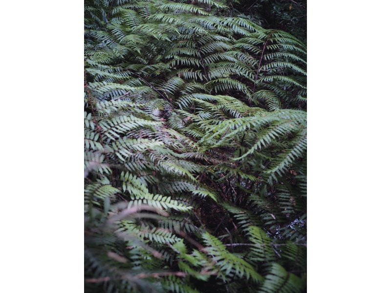 固有種から珊瑚へ沖縄・やんばる